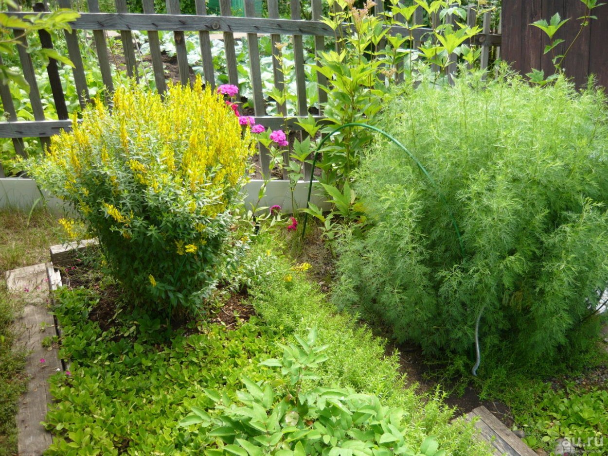 Полынь декоративная Садовая Божье дерево