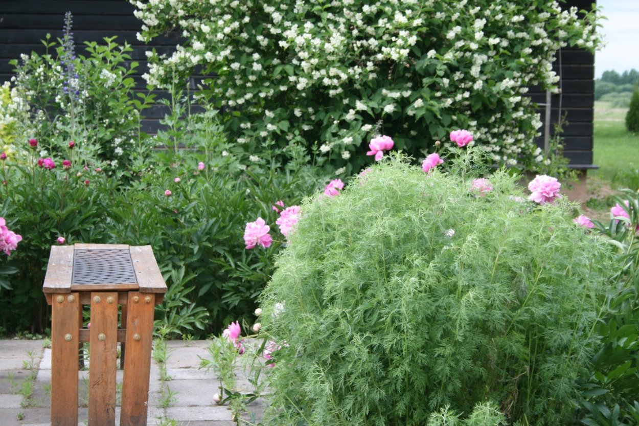 Полынь древовидная Божье дерево