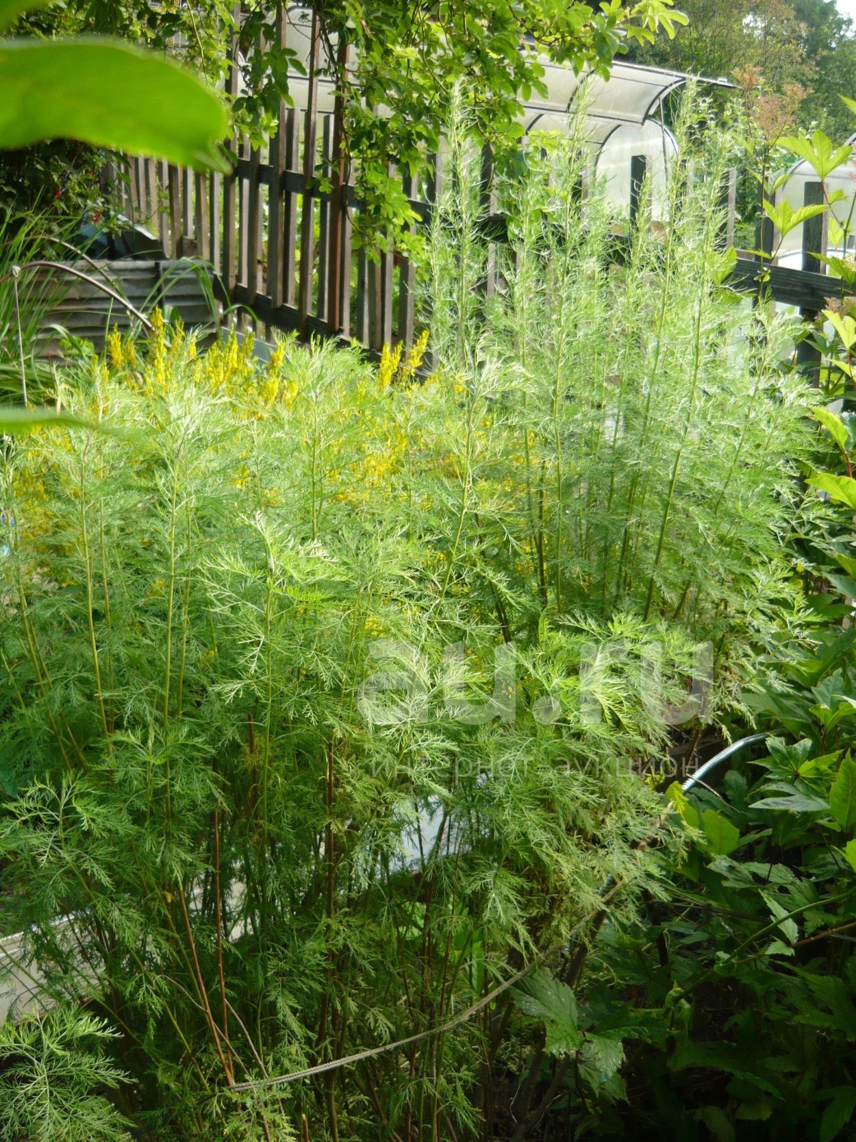 Кустик Божьего дерева