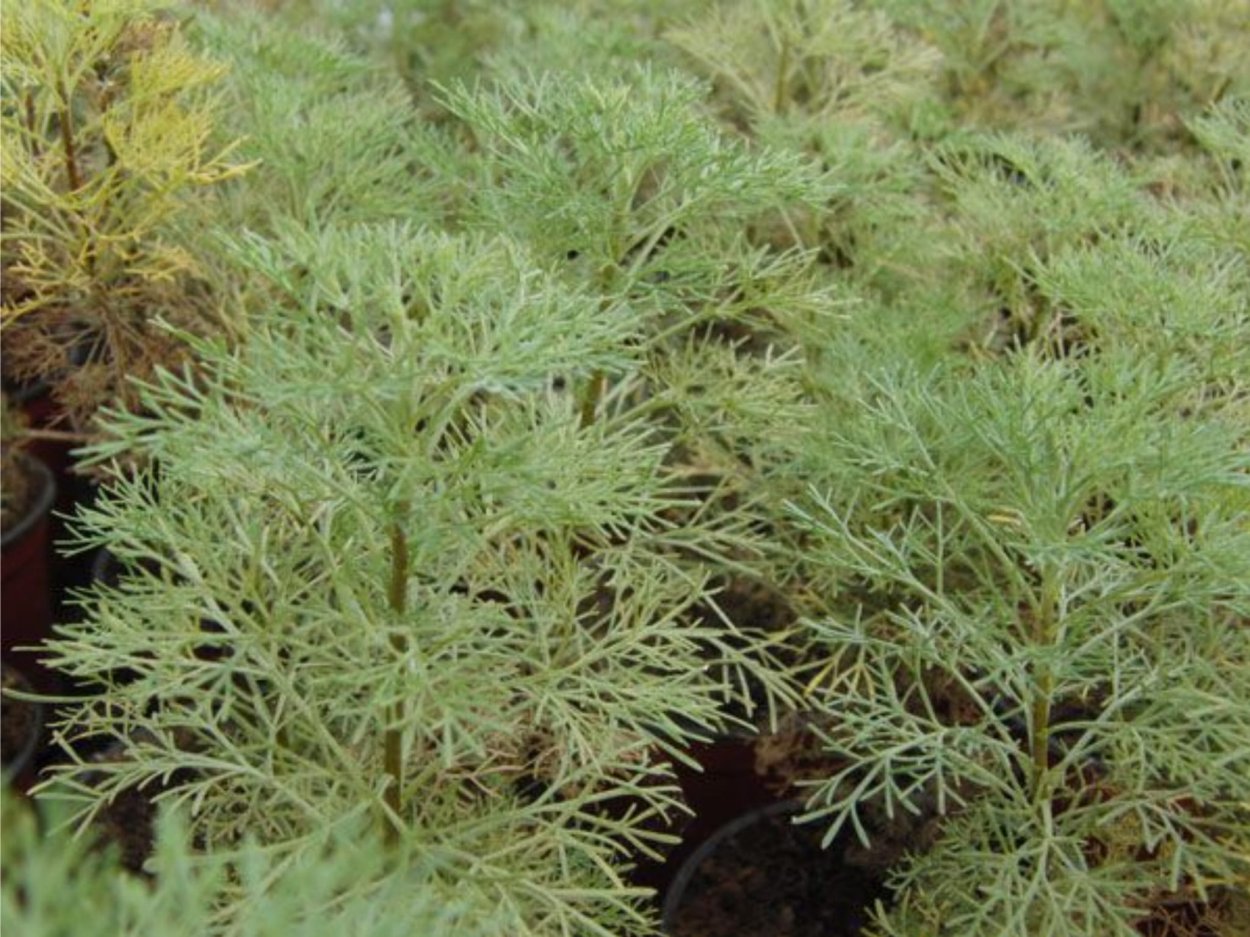 Божье дерево цветет