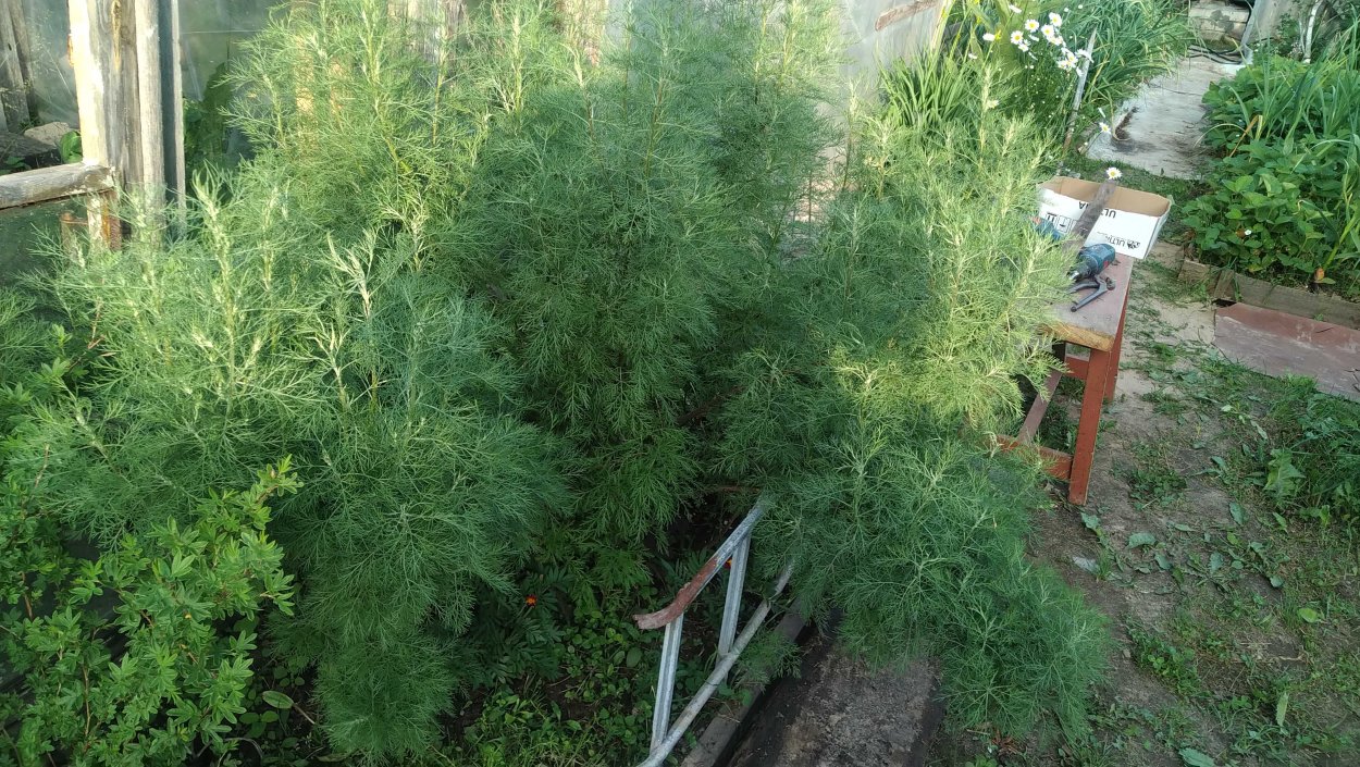 Полынь абротан Божье дерево