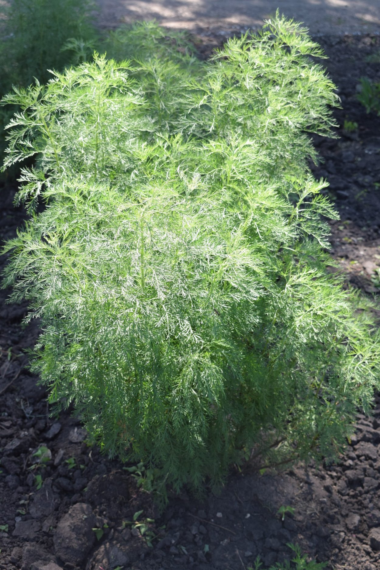 Полынь Божье дерево (Artemisia abrotanum)