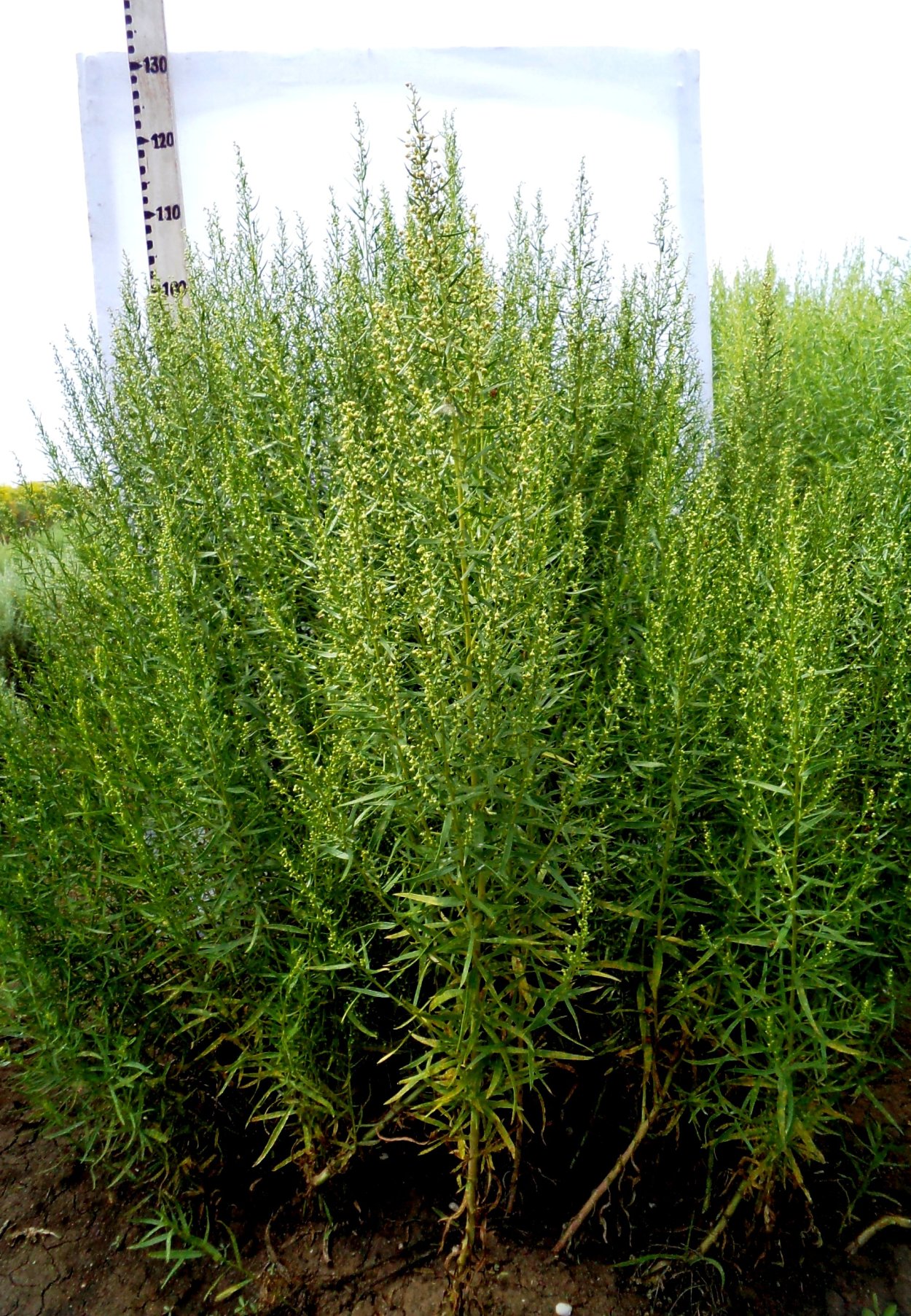 Полынь Божье дерево Тархун