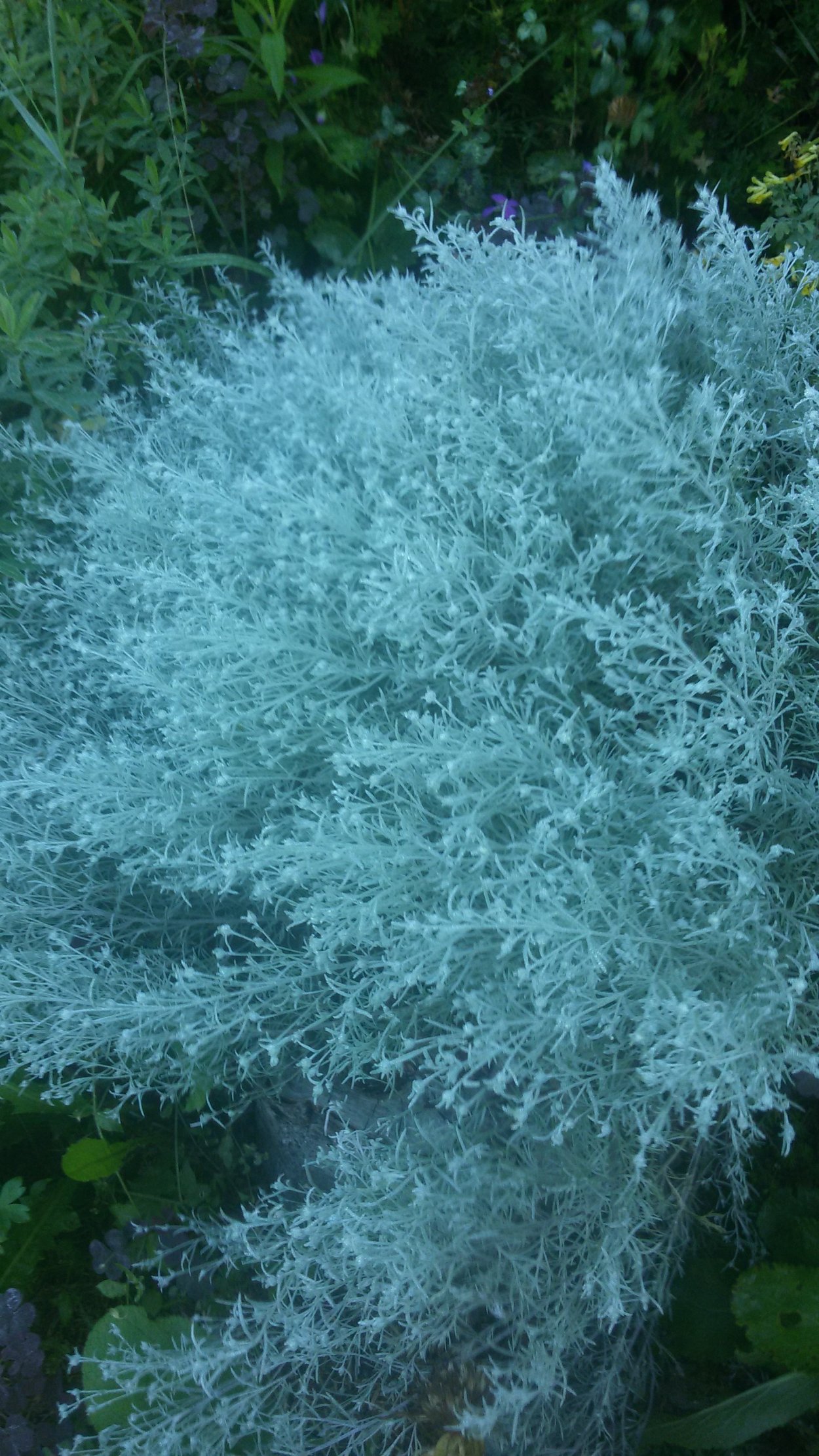 Полынь пурша