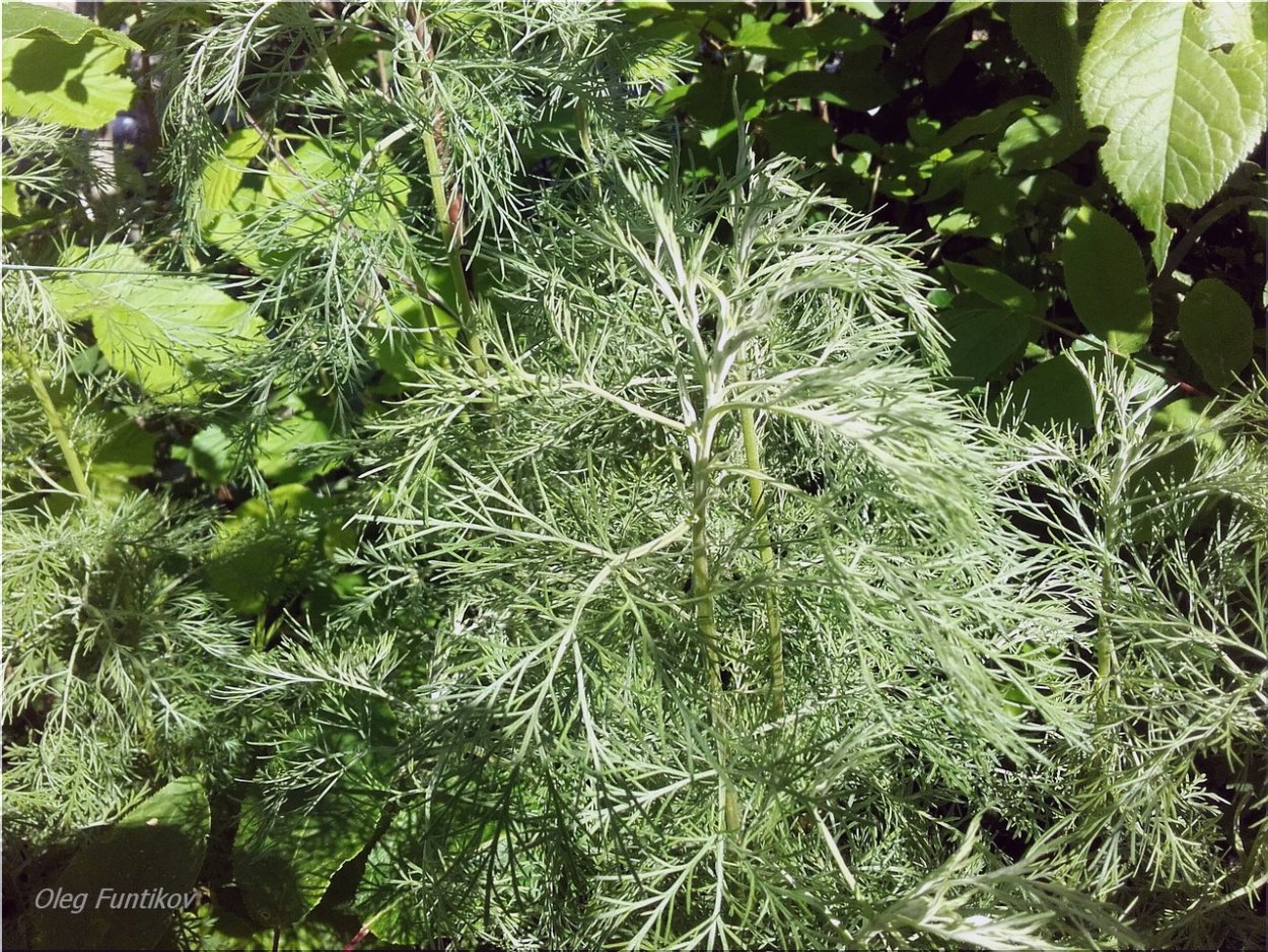 Полынь абротан Божье дерево