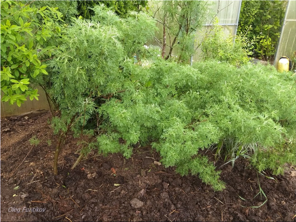 Полынь Божье дерево Тархун
