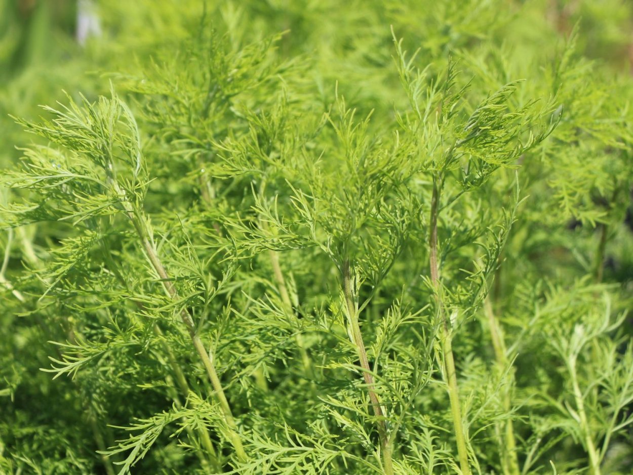 Полынь-абротан(Artemisia abrotanum)."Божье дерево"