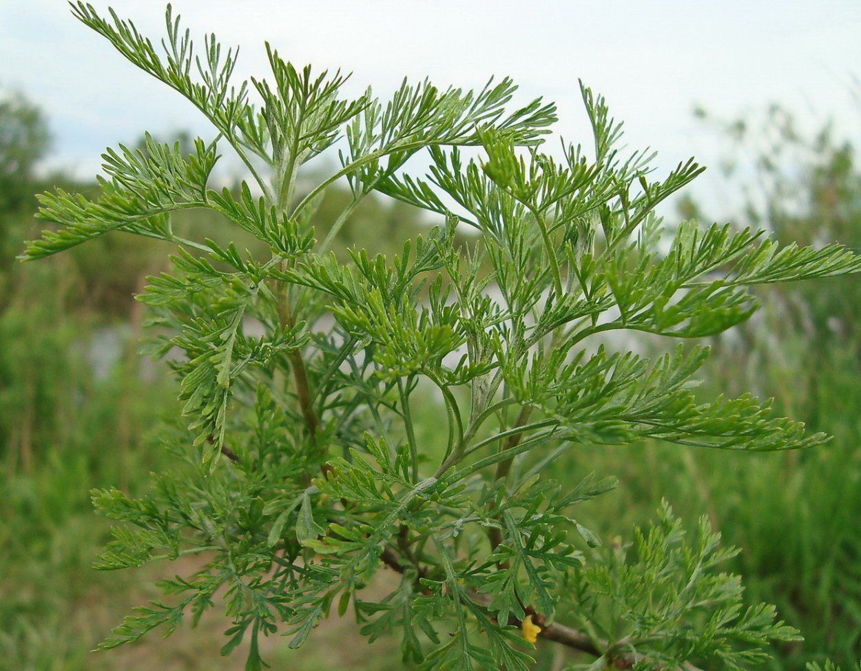 Полынь лечебная Artemisia abrotanum