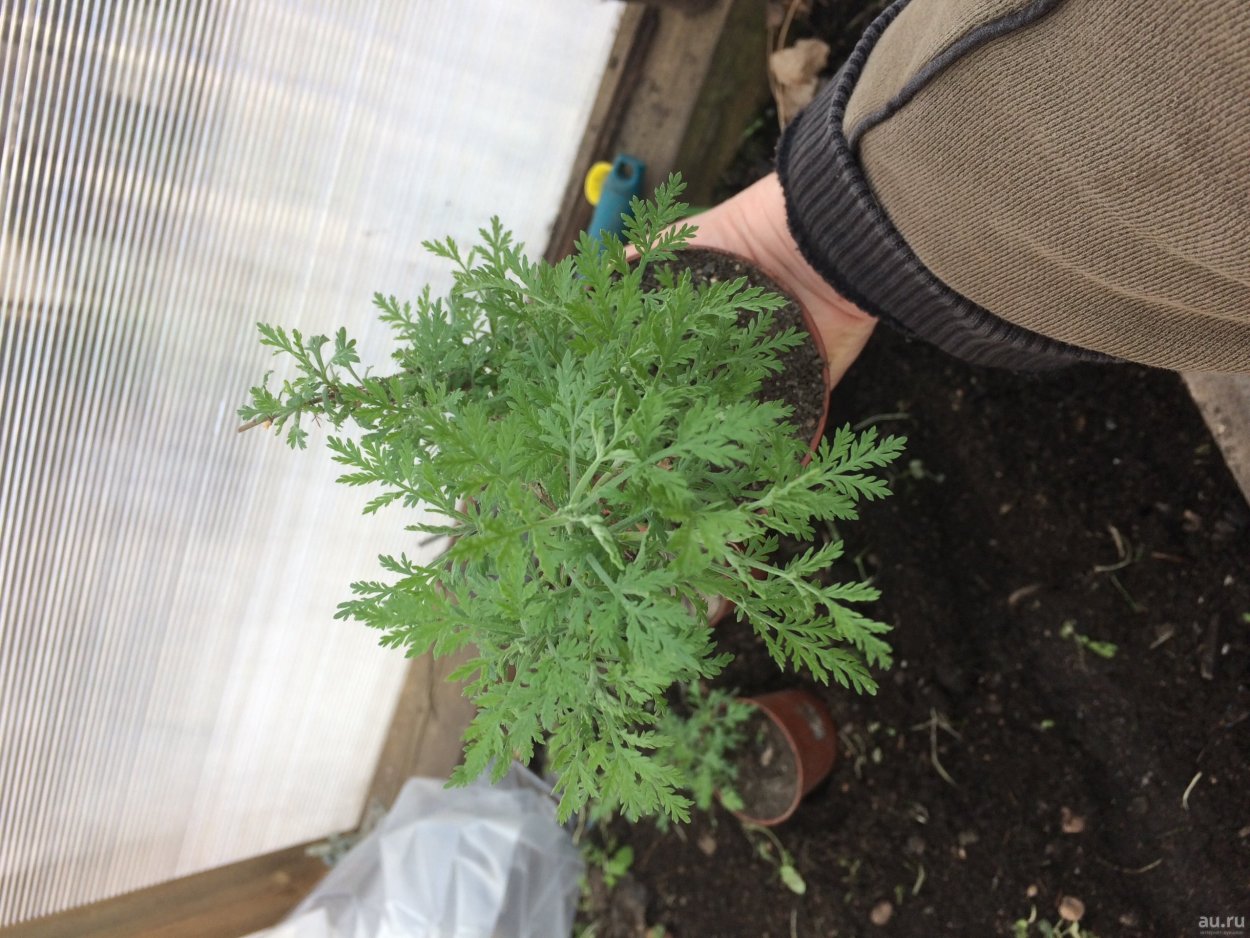 Полынь абротан Божье дерево