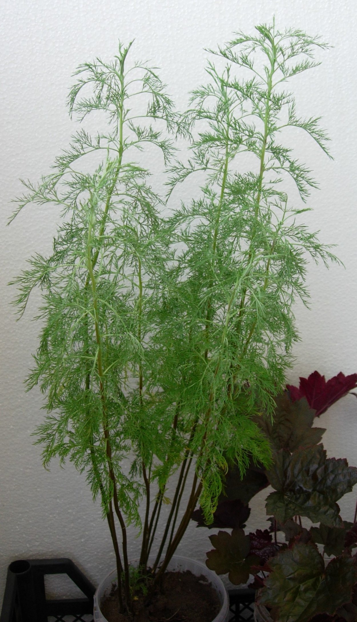 Полынь Божье дерево (Artemisia abrotanum)