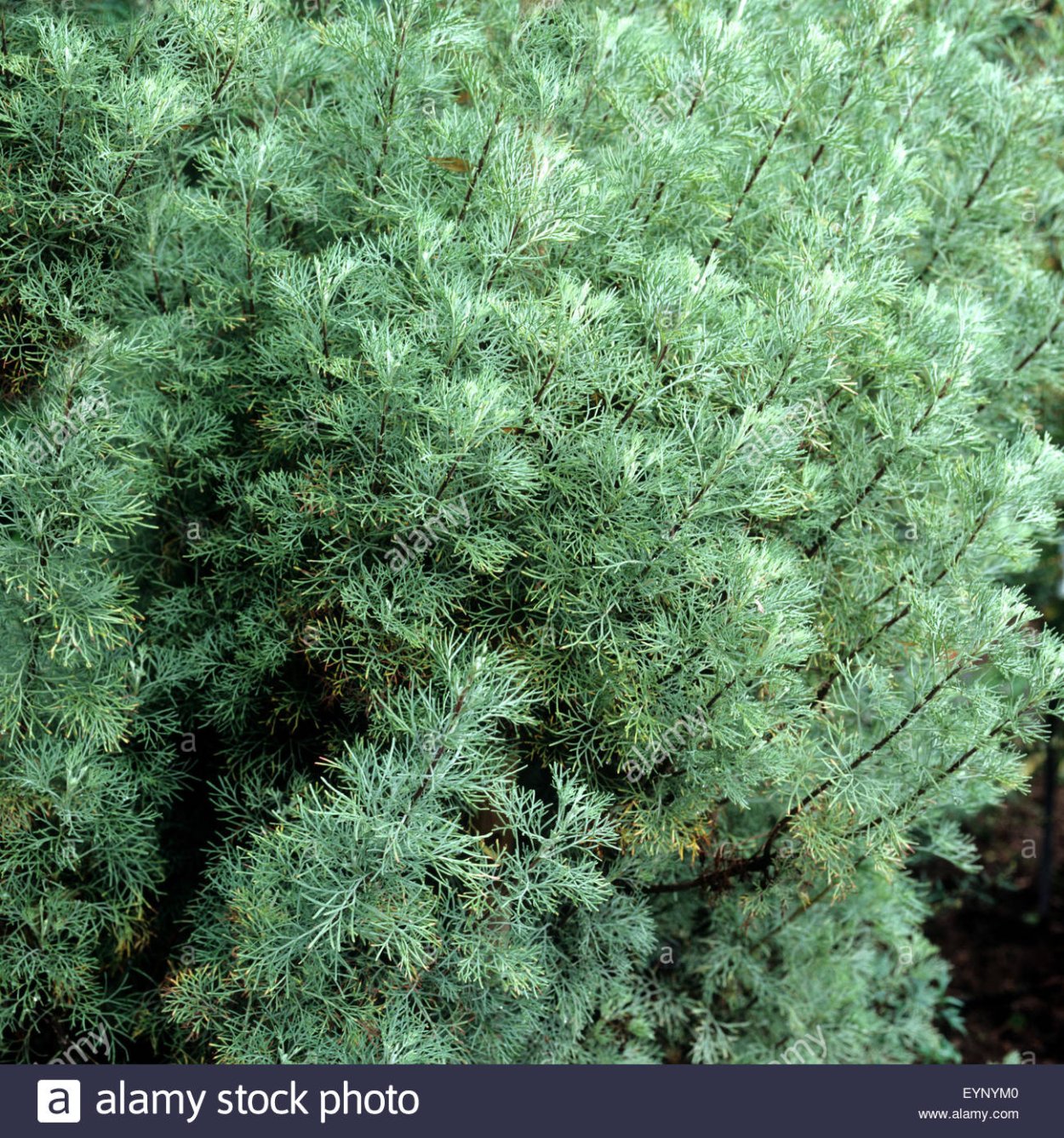 Полынь абротан Божье дерево