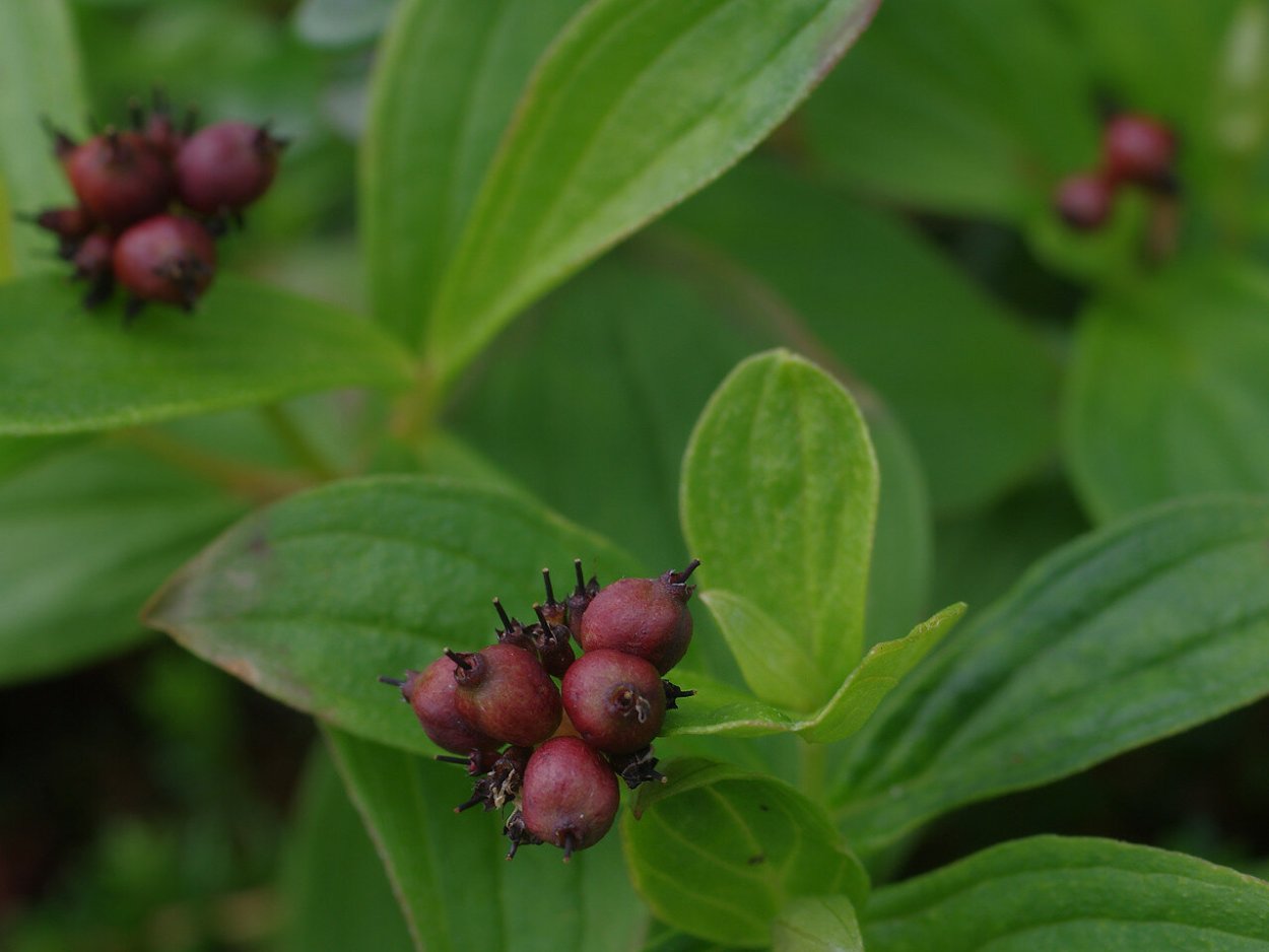Дёрен шведский