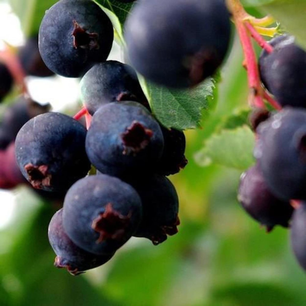 Ирга ольхолистная Saskatoon Berry