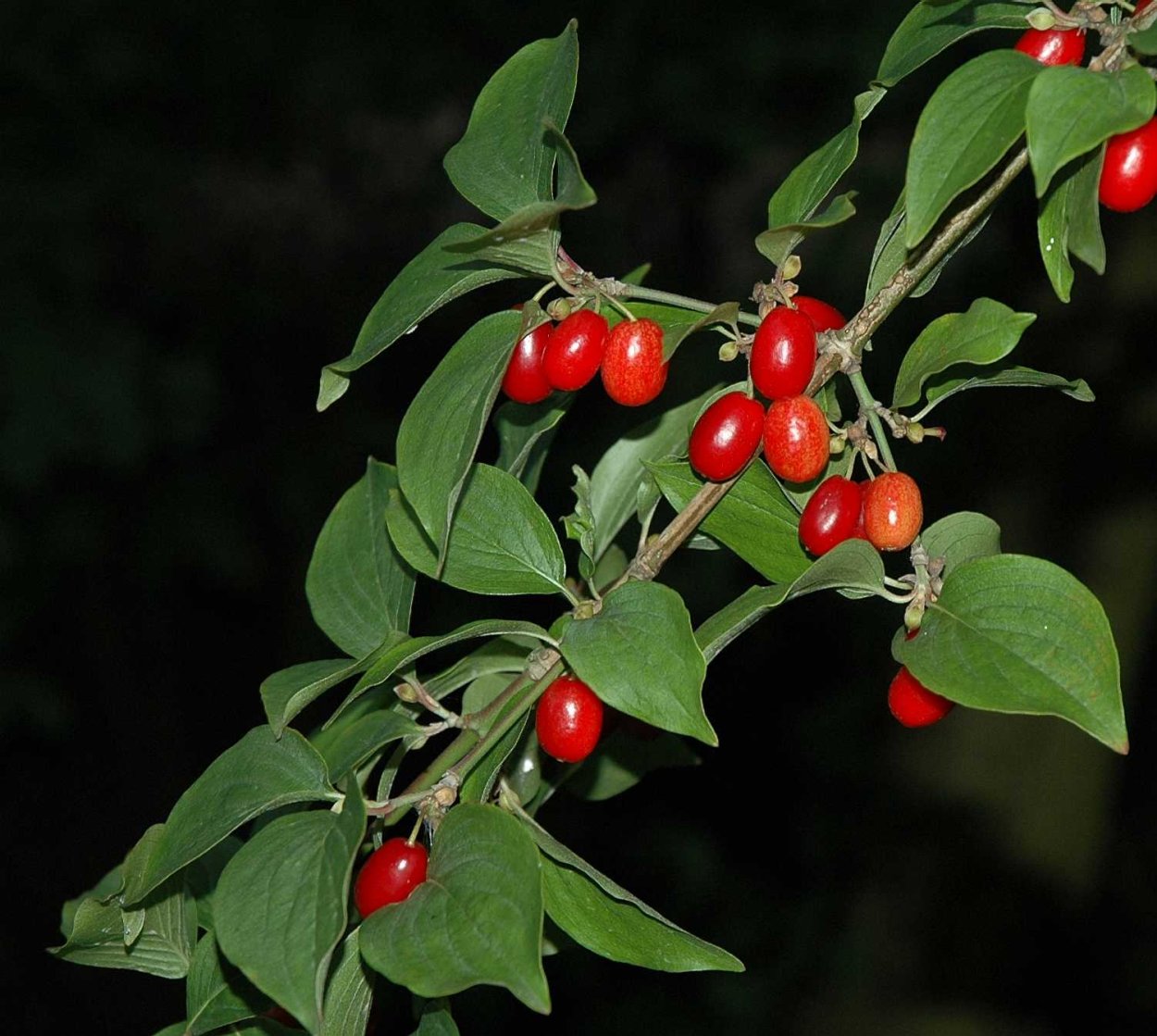 Кизил Лесной