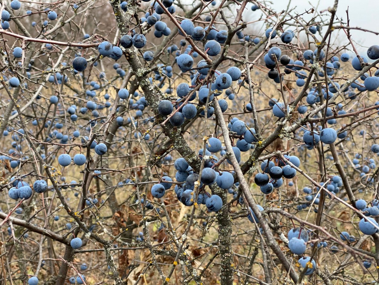 Тёрн кустарник ягоды