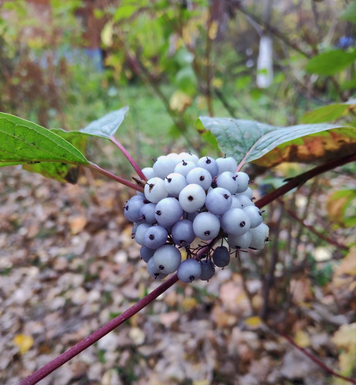 Дерен Свидина