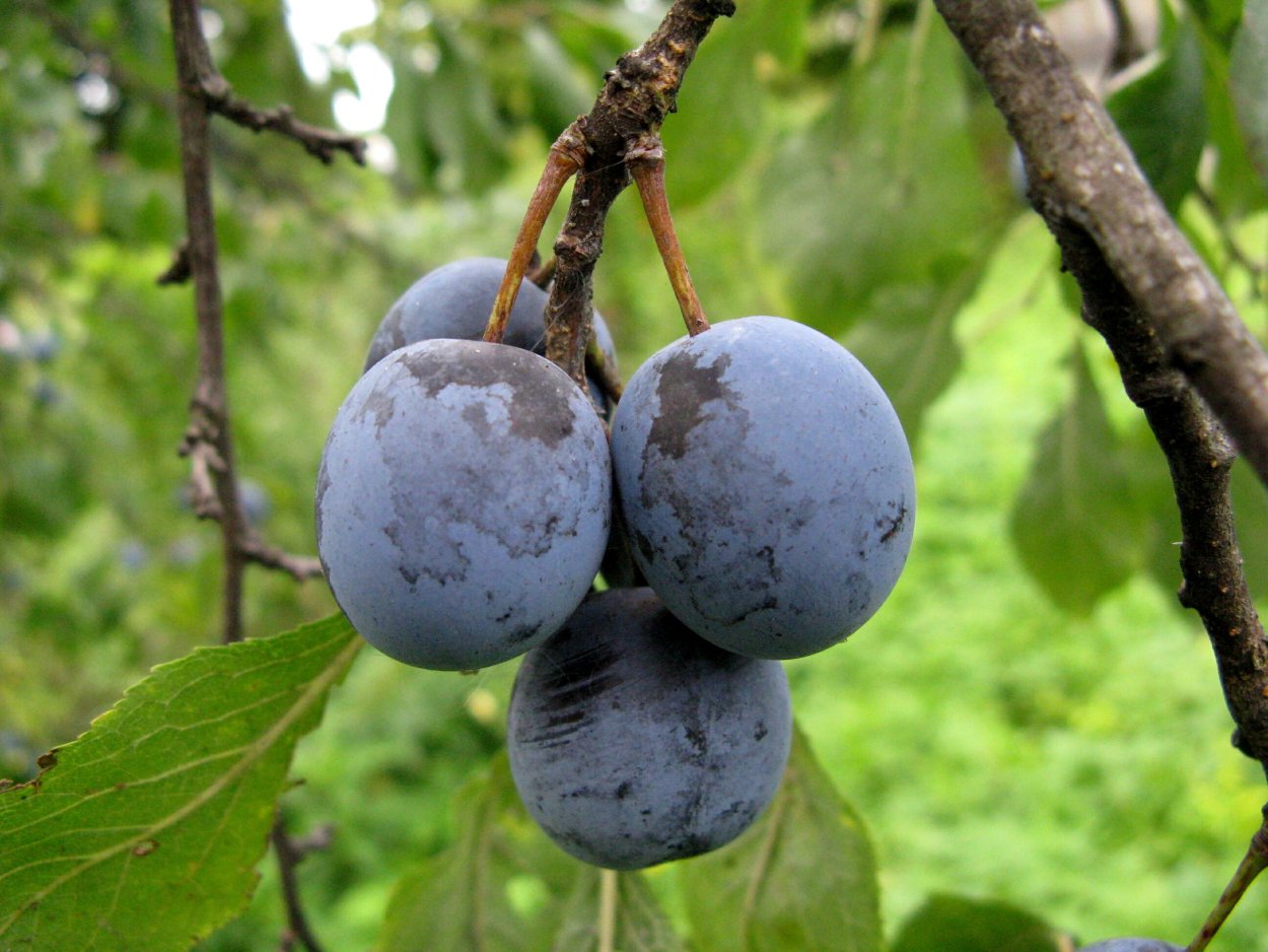 Тернослива Ермак