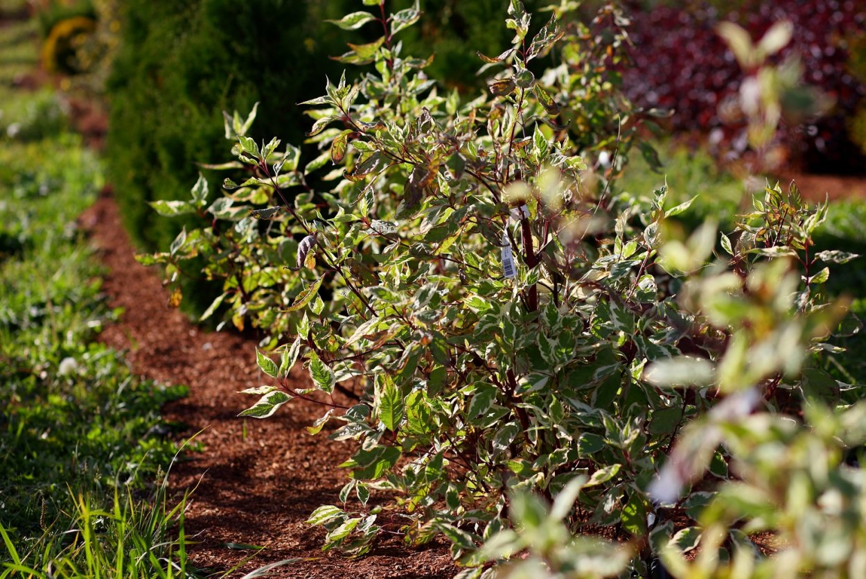 Дерен Кессельринги