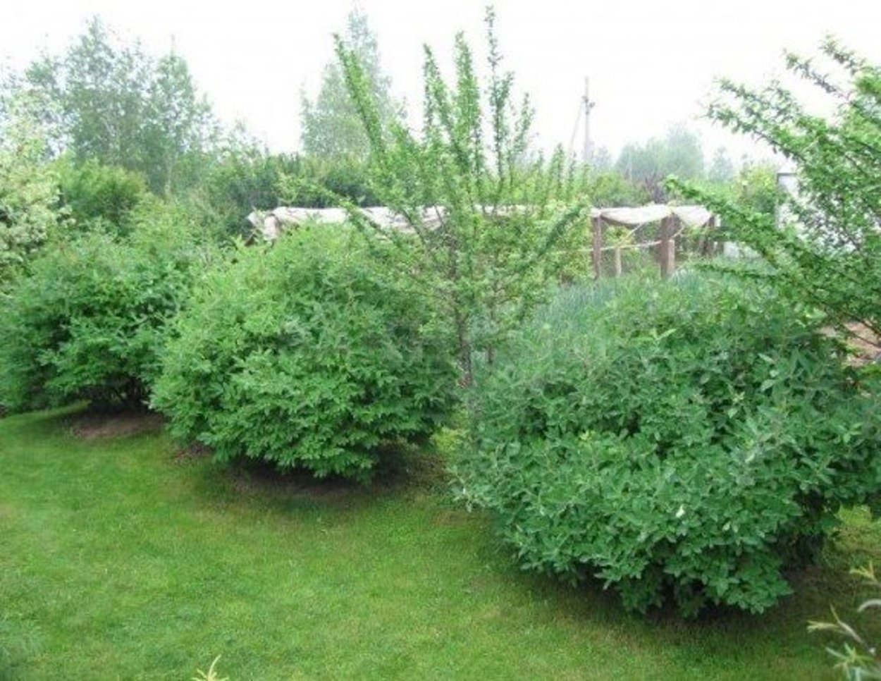 Жимолость съедобная куст