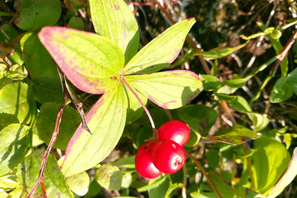 Cornus suecica дерен шведский
