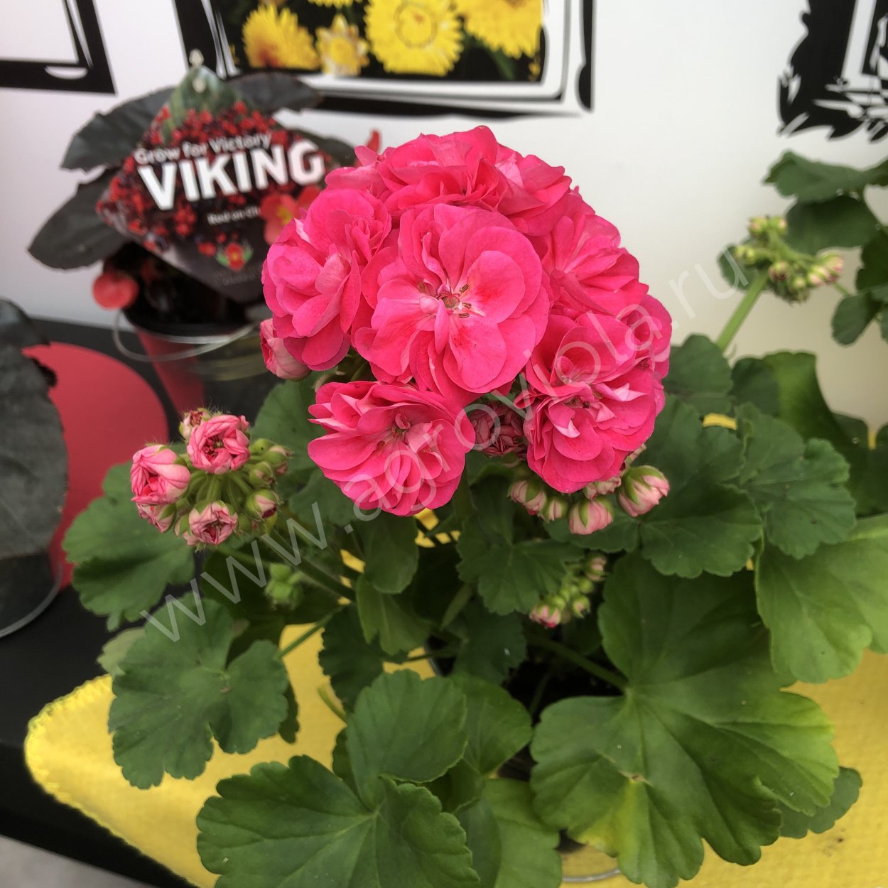 Пеларгония Сурвивор Розалинда