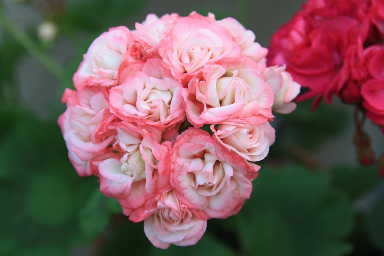 Пеларгония розебудная Anita