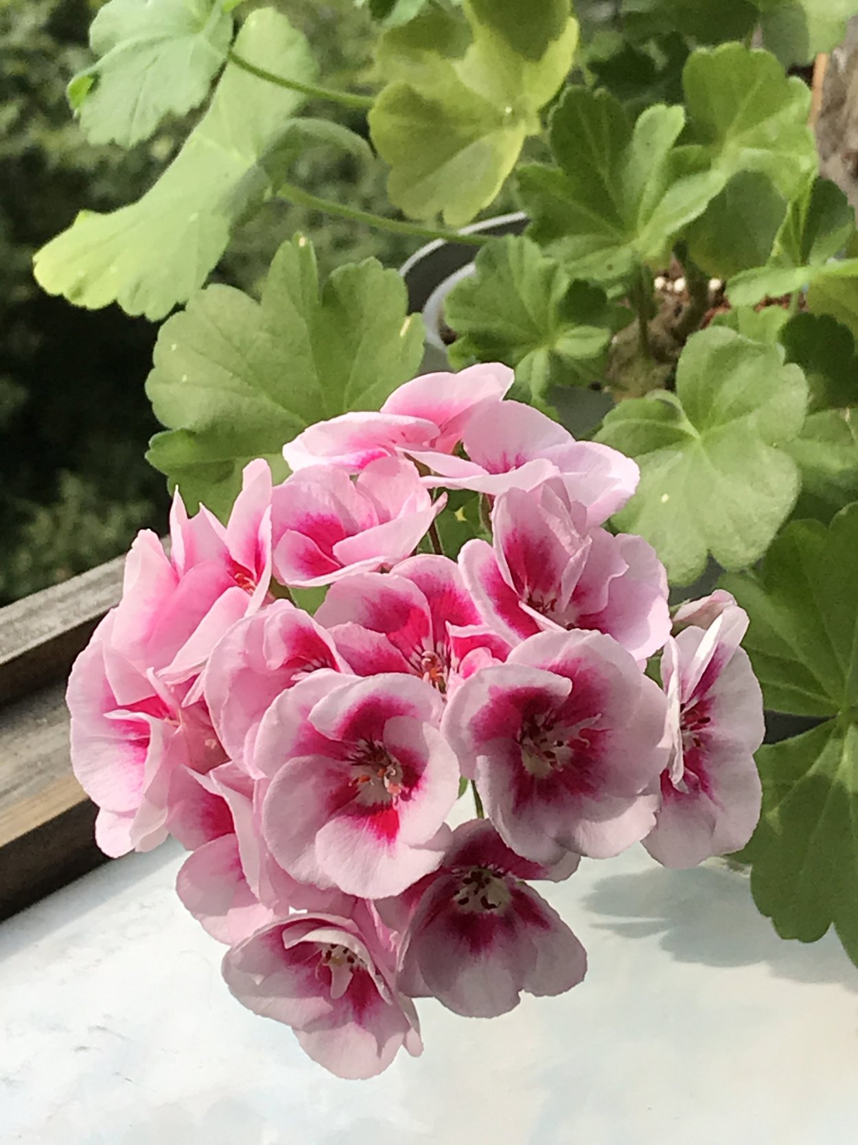 Пеларгония Flower Fairy White Splash