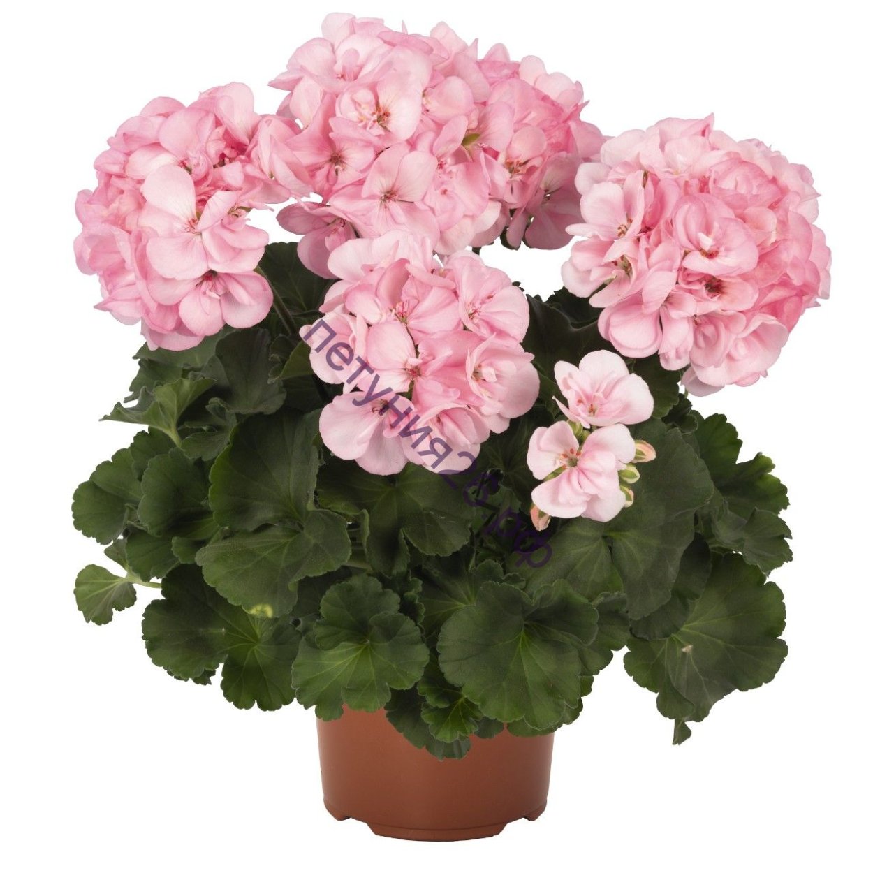 Пеларгония зональная Survivor Scandic