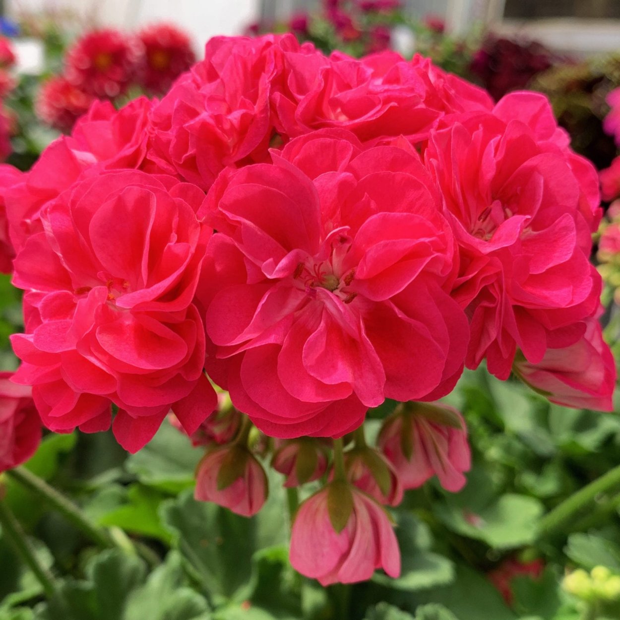 Пеларгония идолс Розалинда