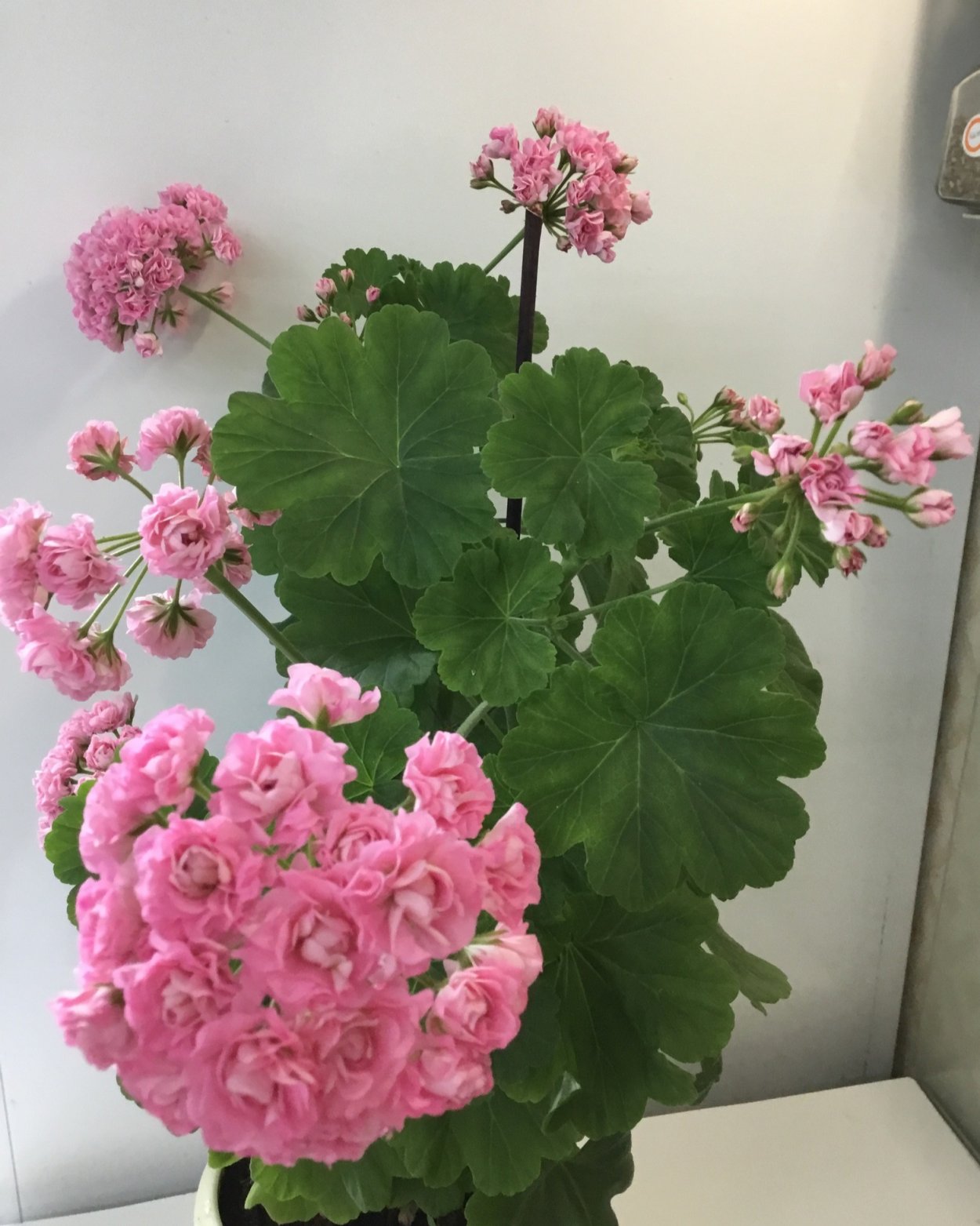 Bornholm пеларгония розовая