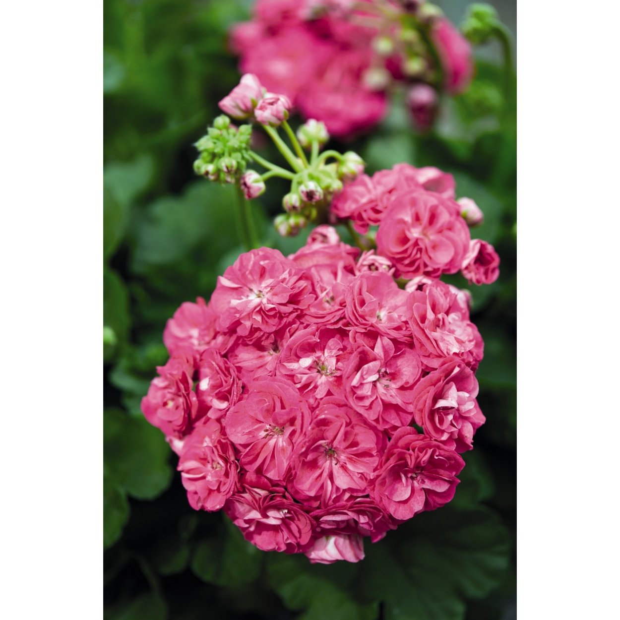 Пеларгония Сурвивор идолс Розалинда