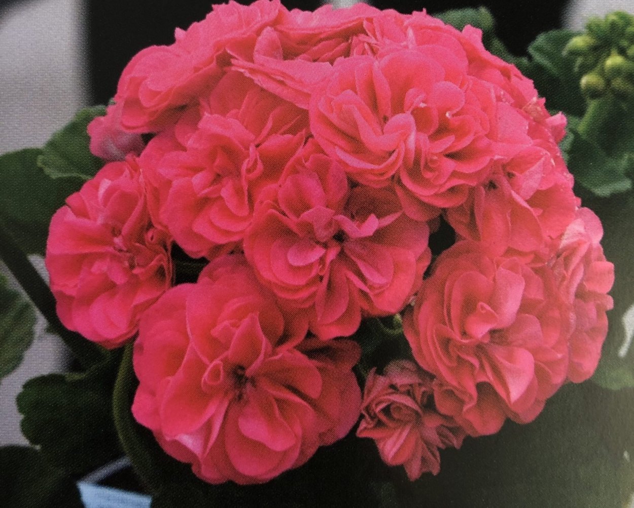 Пеларгония Сурвивор Розалинда