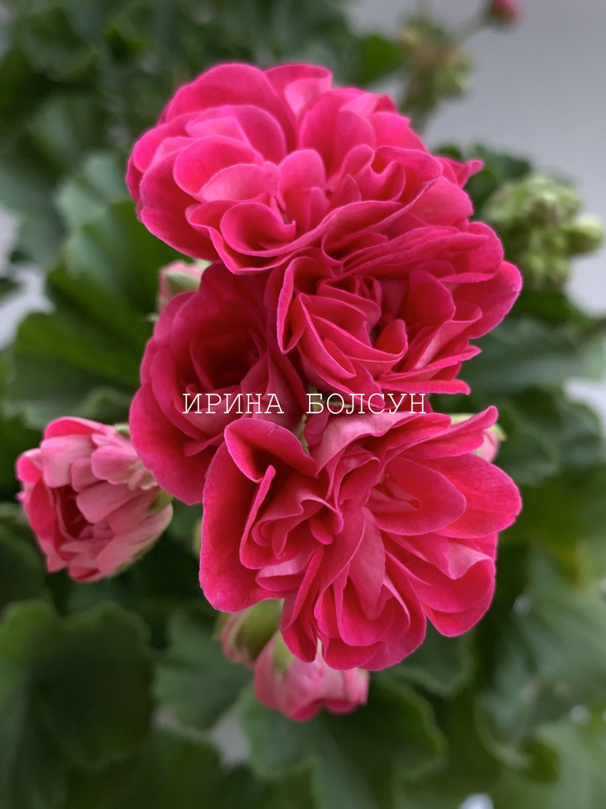 Пеларгония Сурвивор Розалинда