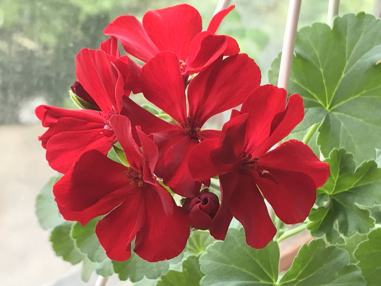 Пеларгония Crocodile