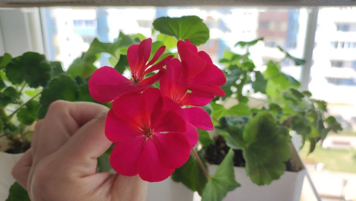 У герани только один цветок