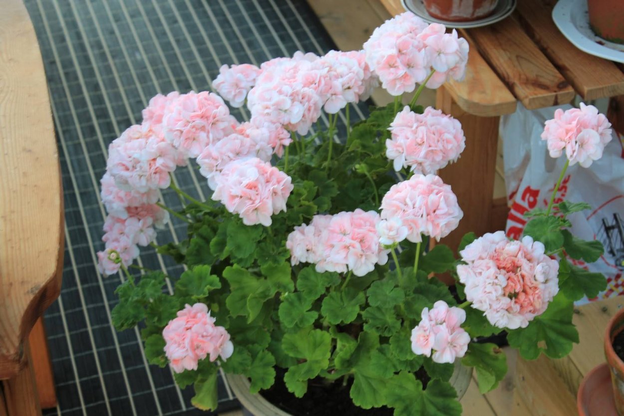 Пеларгония Квин Ингрид