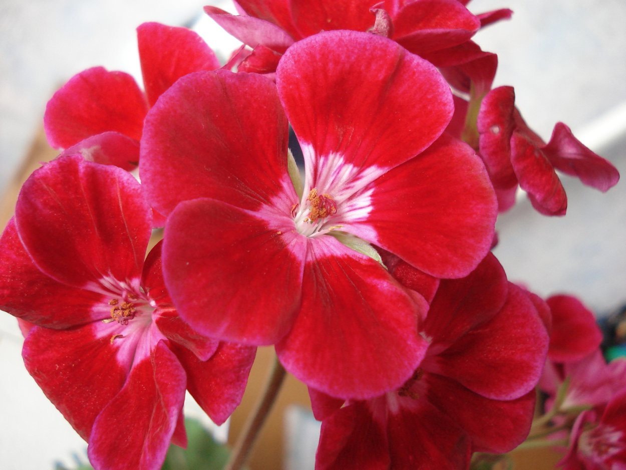 Пеларгония зональная Розалинда