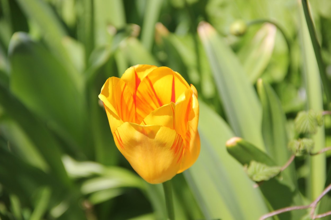 Иерусалимский тюльпан фото