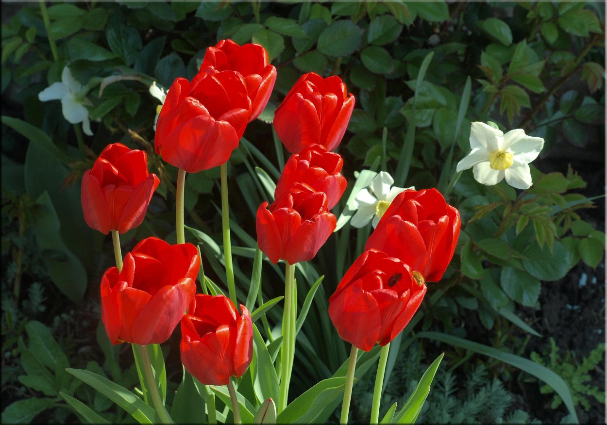 Иерусалимский тюльпан фото