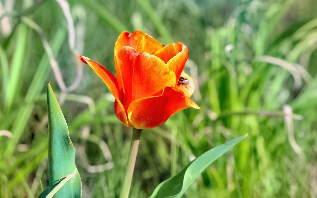 Тюльпаны в траве