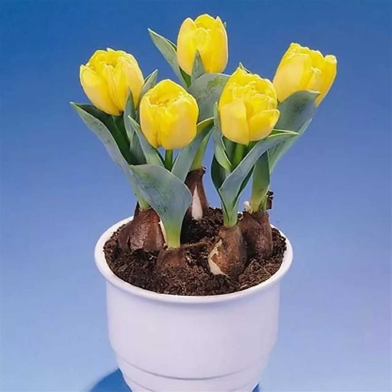 Тюльпан махровый - Йеллоу бейби