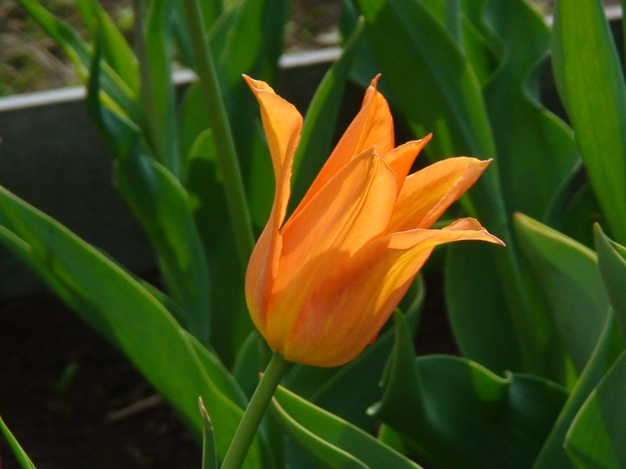 Иерусалимский тюльпан горшечный