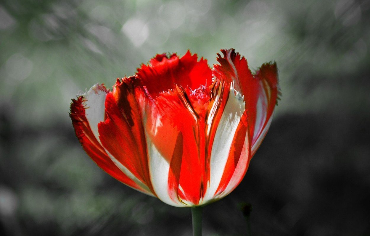 Тюльпан фламенко