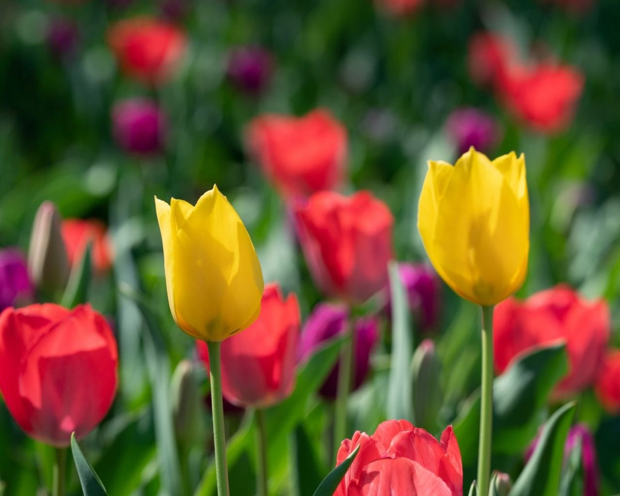 1 Марта тюльпаны