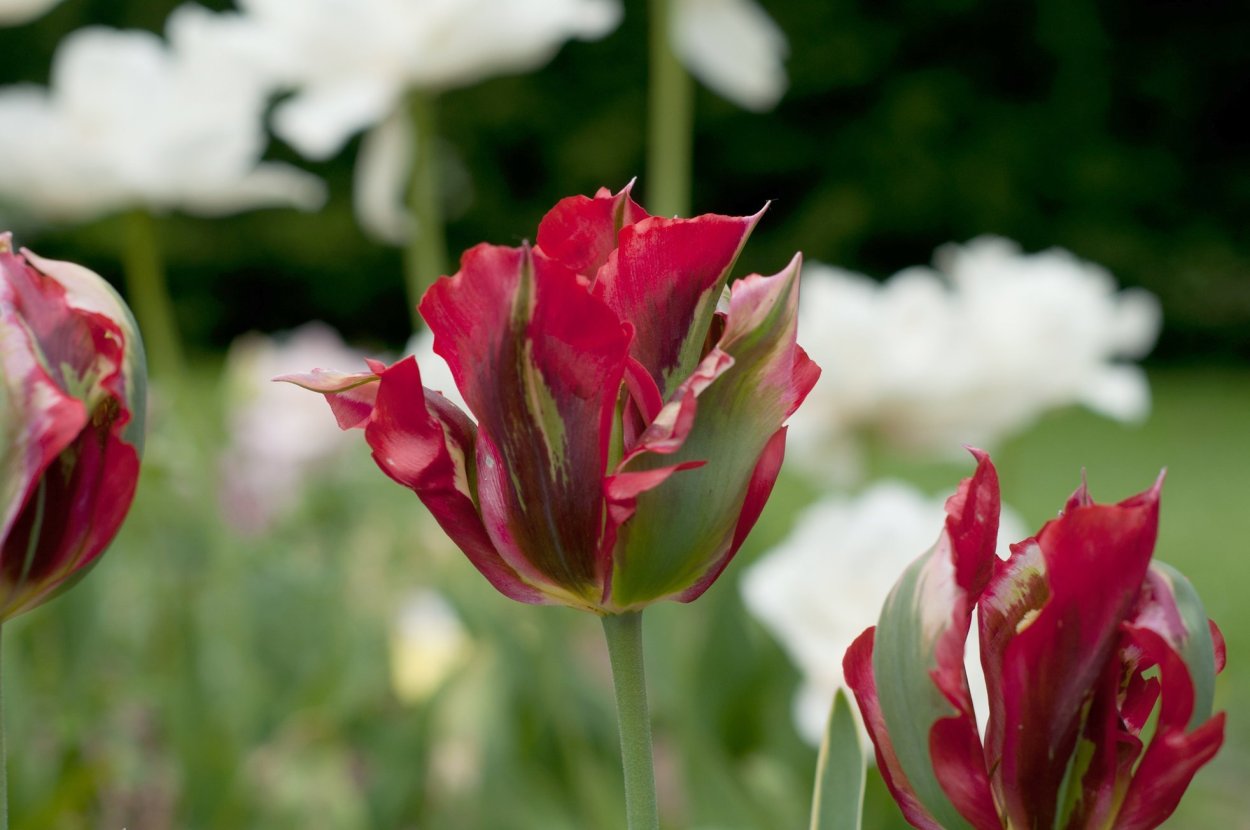 Тюльпан зеленоцветный Эсперанто