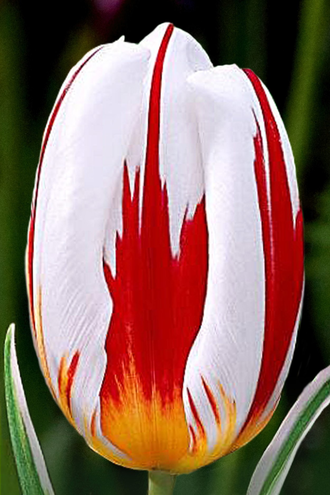 Тюльпан Хэппи Дженерейшн