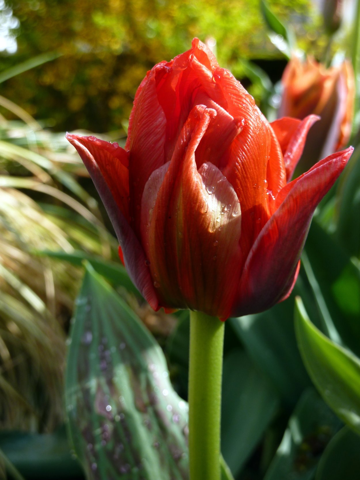 Тюльпан Триумф маскара