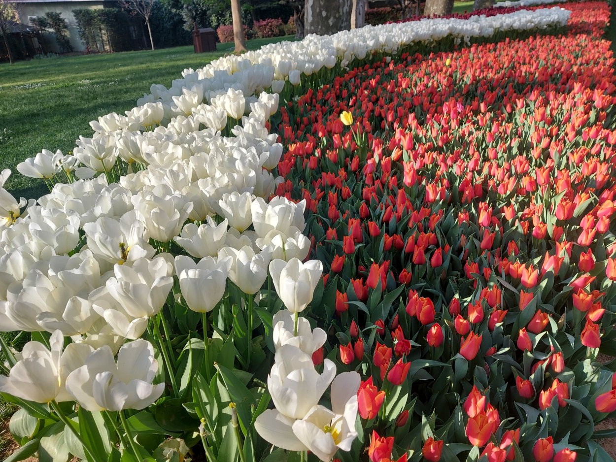 Фестиваль тюльпанов в Стамбуле 2022