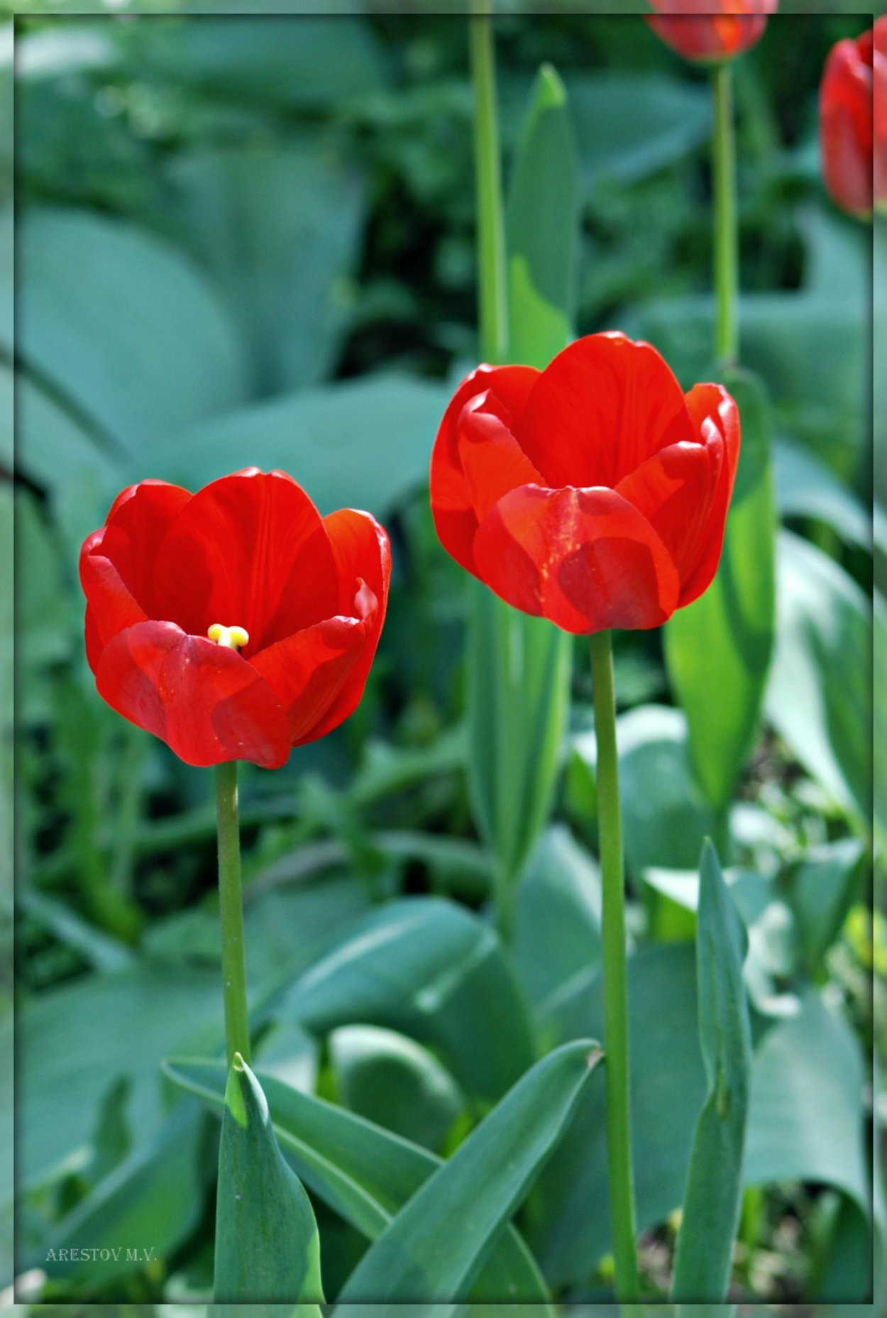 Semper augustus тюльпан