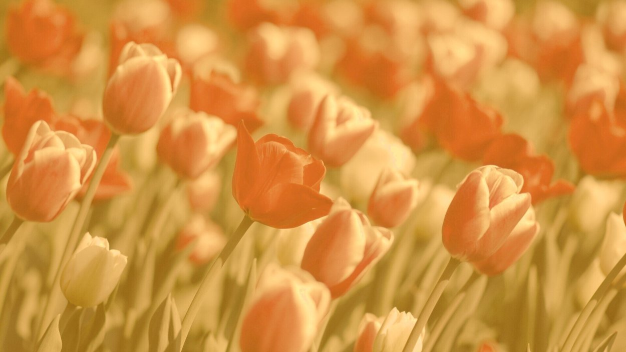 Обои на рабочий стол тюльпаны